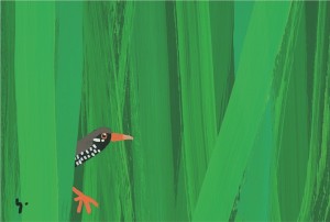 ヤンバルクイナ1